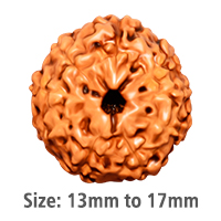 9 Mukhi Rudraksha (Indonesian)